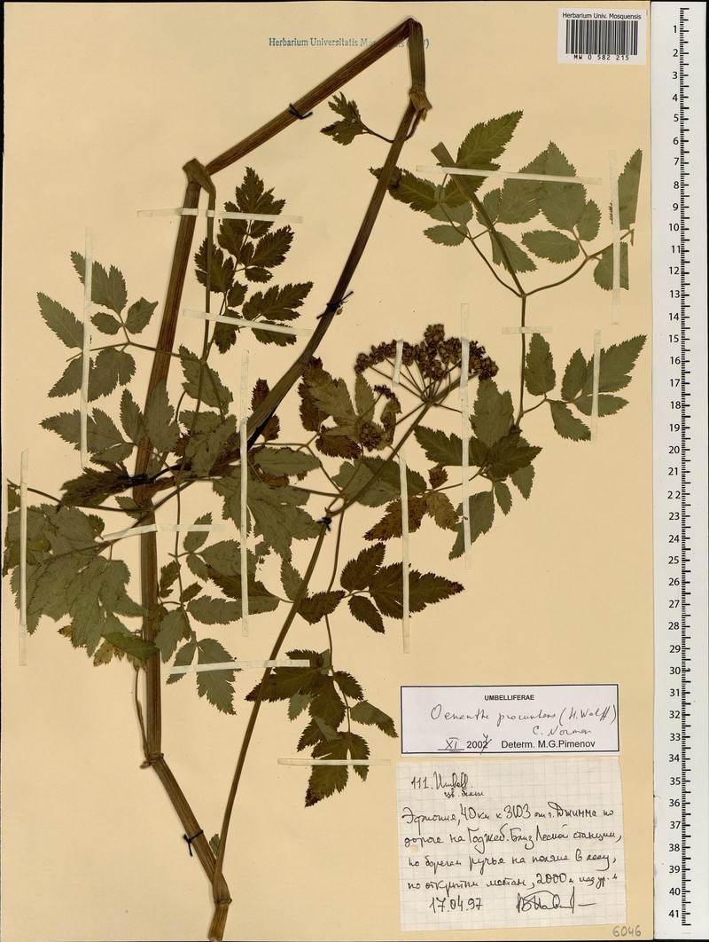 Oenanthe procumbens