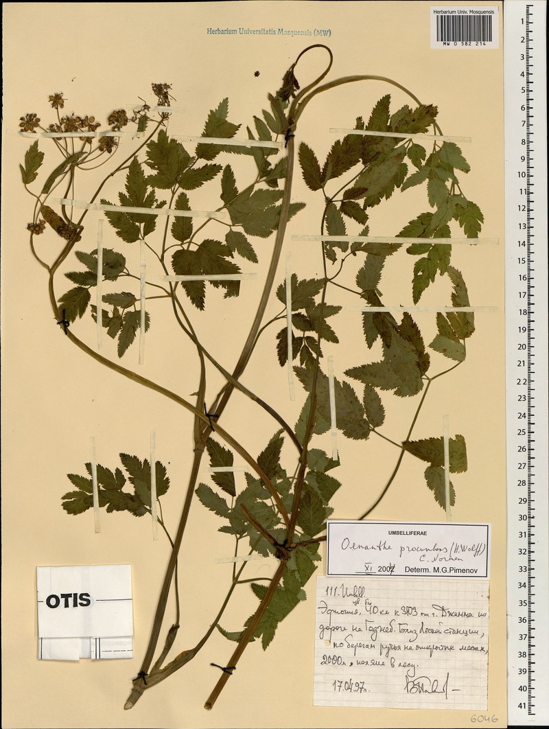 Oenanthe procumbens photo 2
