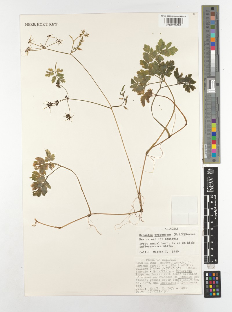 Oenanthe procumbens photo 3