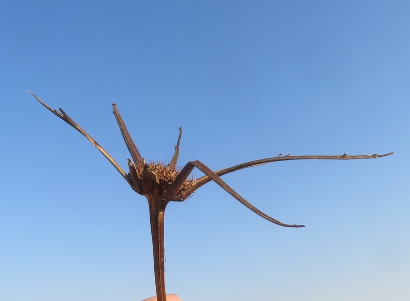Oenanthe prolifera