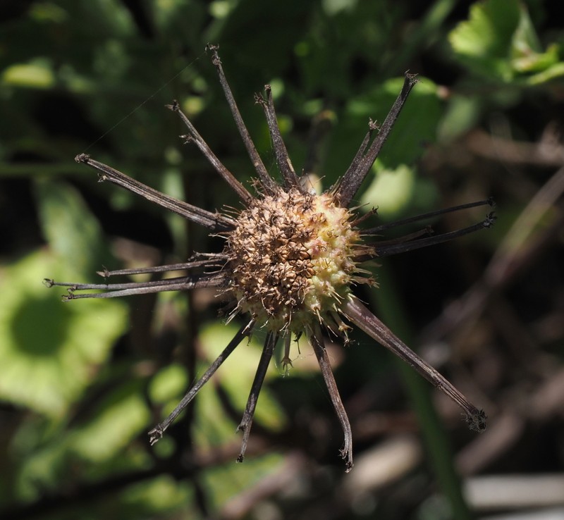 Oenanthe prolifera photo 2