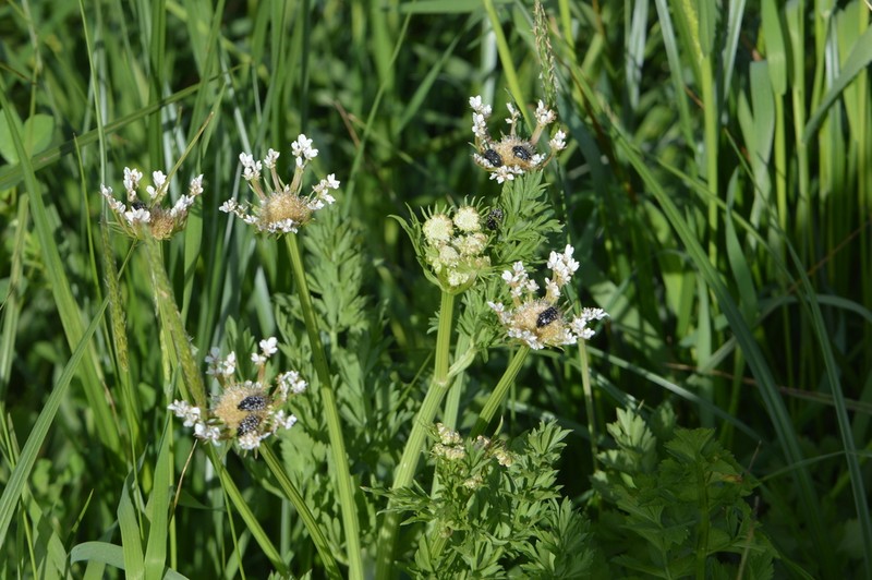 Oenanthe prolifera photo 3