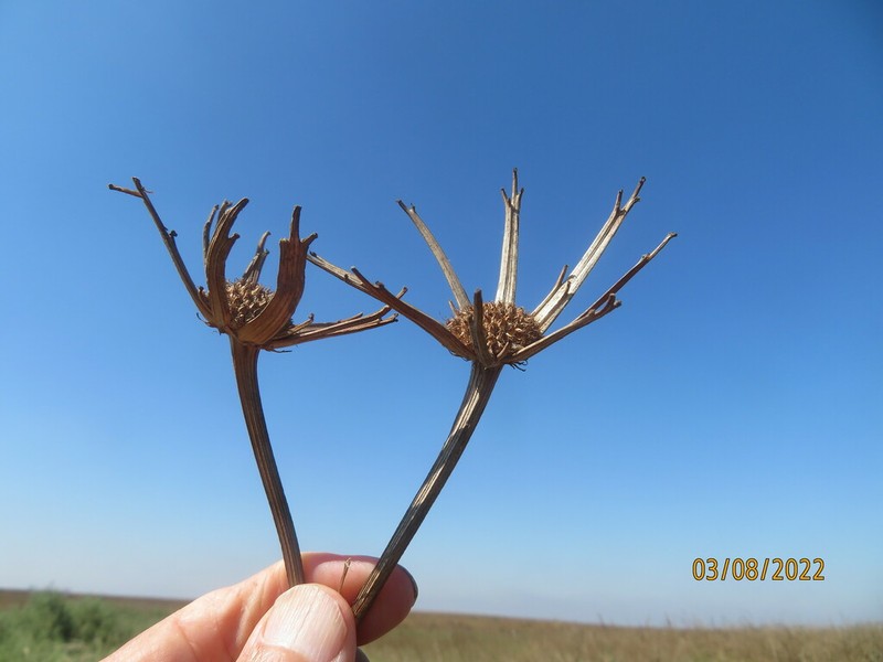 Oenanthe prolifera photo 4