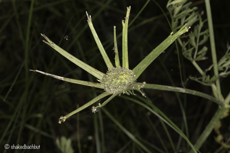 Oenanthe prolifera photo 5