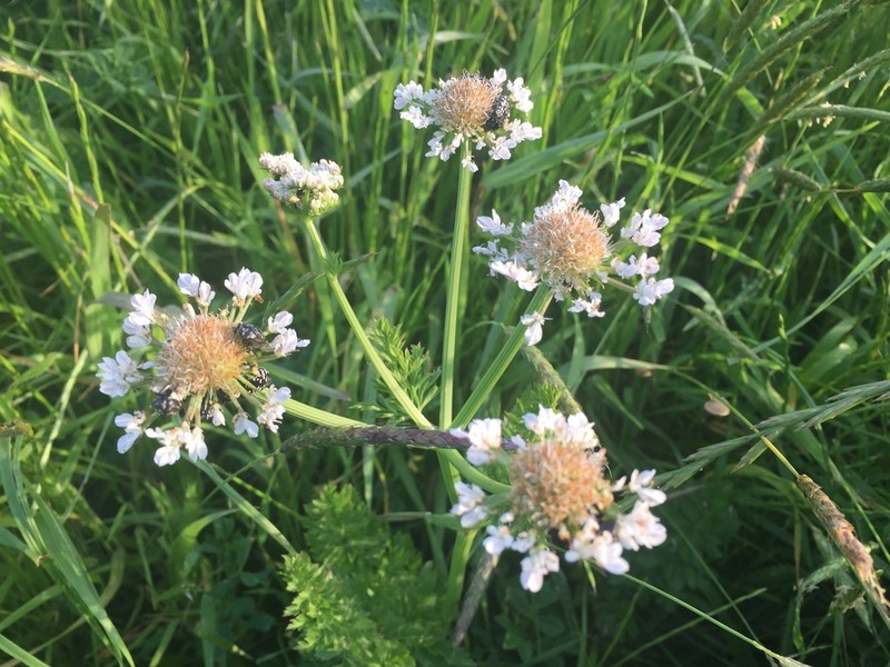 Oenanthe prolifera photo 6