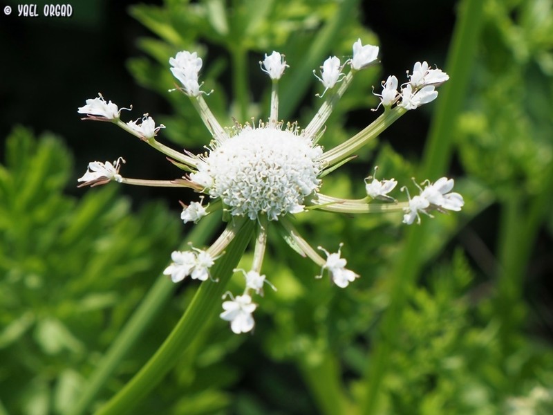 Oenanthe prolifera photo 8