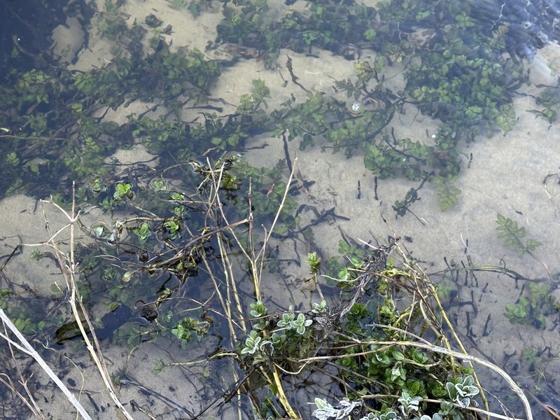 Water Parsely photo 2