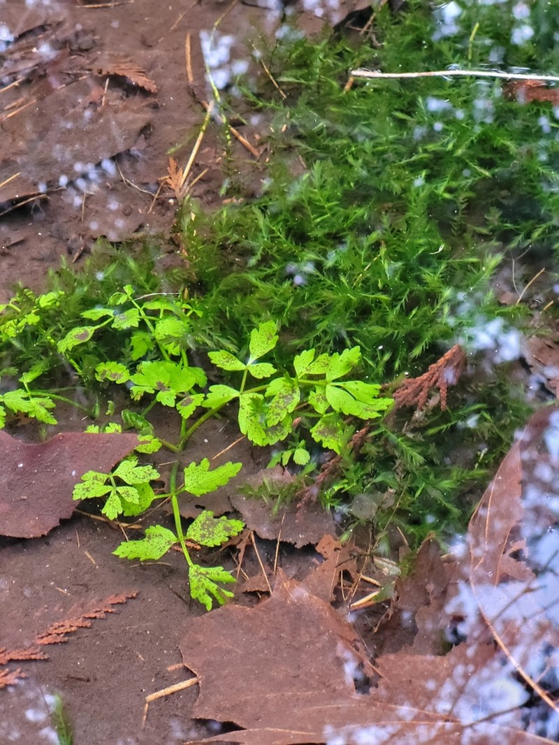 Water Parsely photo 5