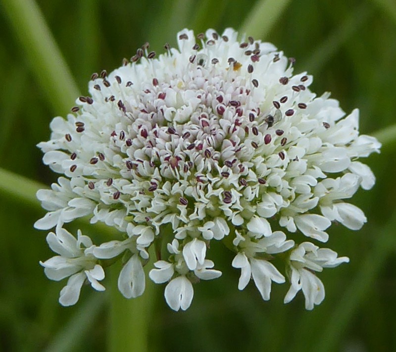 Oenanthe silaifolia photo 2