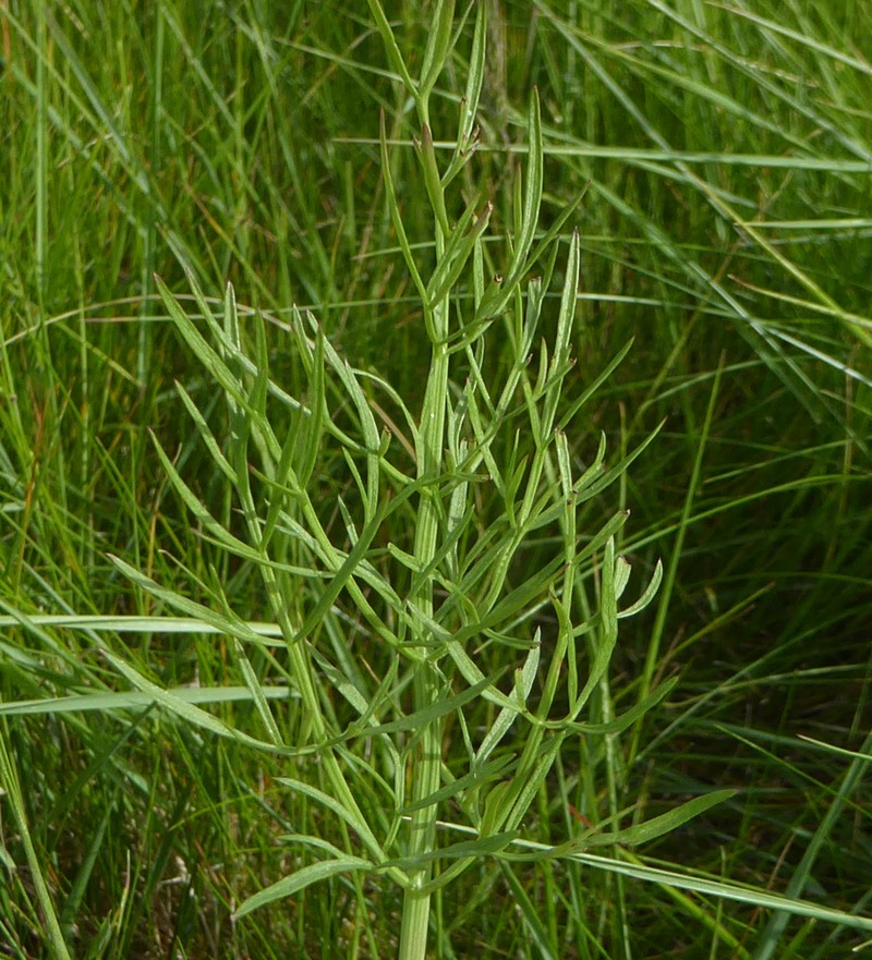 Oenanthe silaifolia photo 3