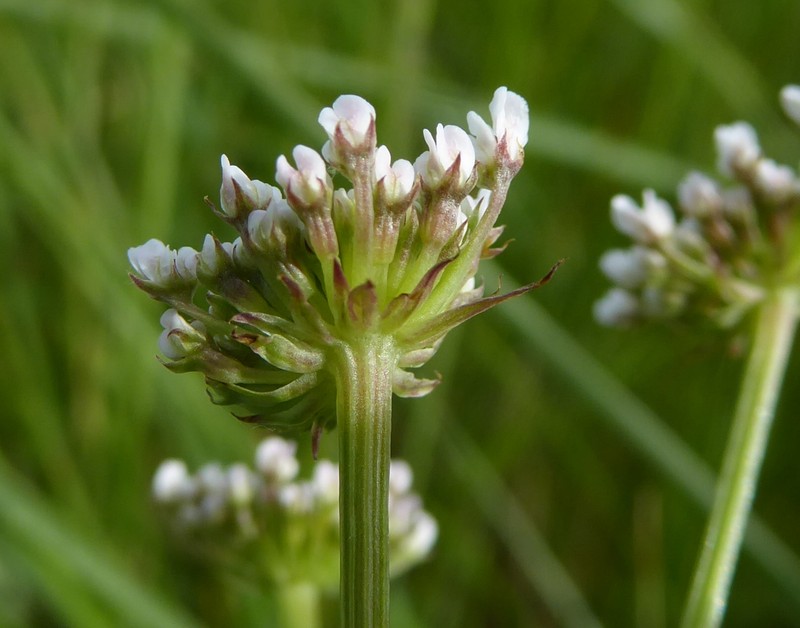 Oenanthe silaifolia photo 4