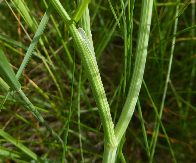 Oenanthe silaifolia photo 5