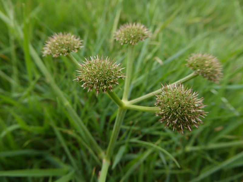 Oenanthe silaifolia photo 6