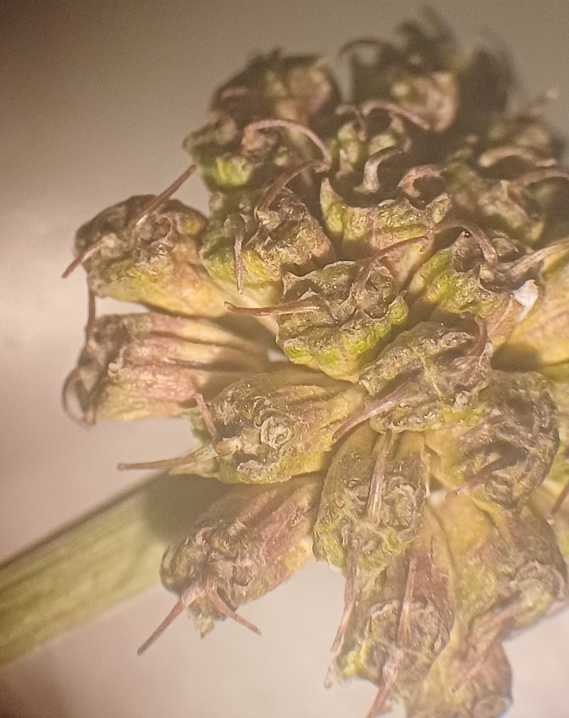 Oenanthe silaifolia photo 7