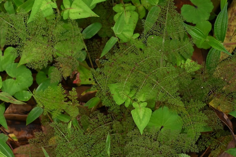 Oenanthe thomsonii