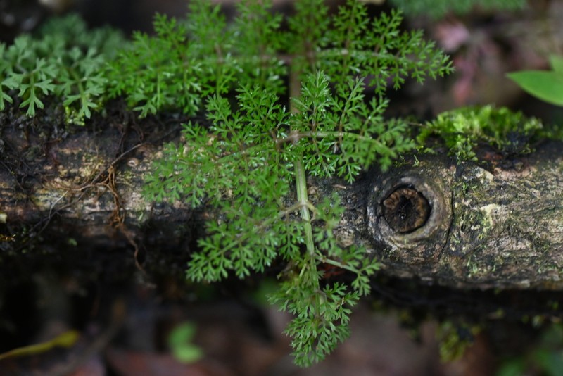 Oenanthe thomsonii photo 2