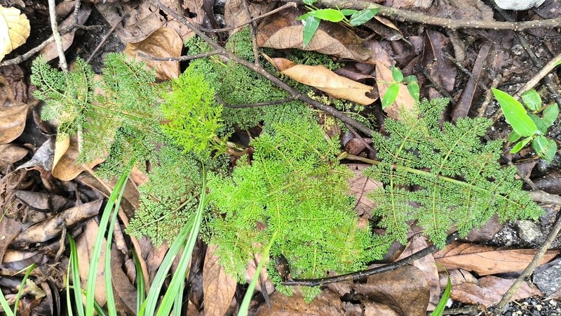 Oenanthe thomsonii photo 3