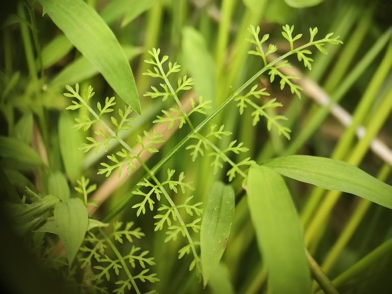 Oenanthe thomsonii photo 5