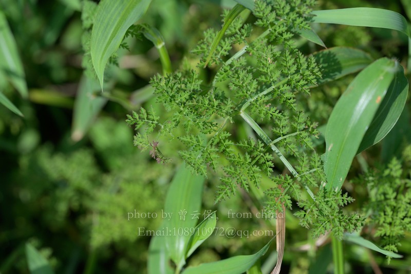 Oenanthe thomsonii photo 6