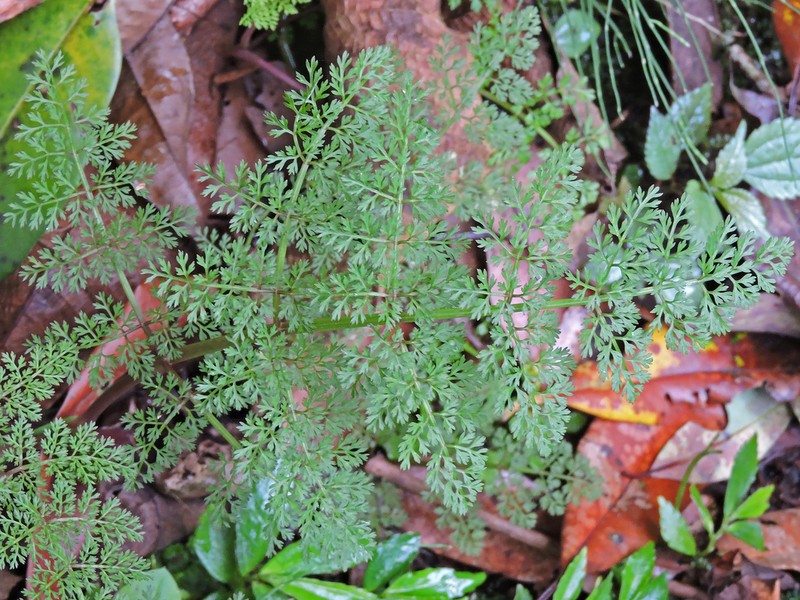 Oenanthe thomsonii photo 7