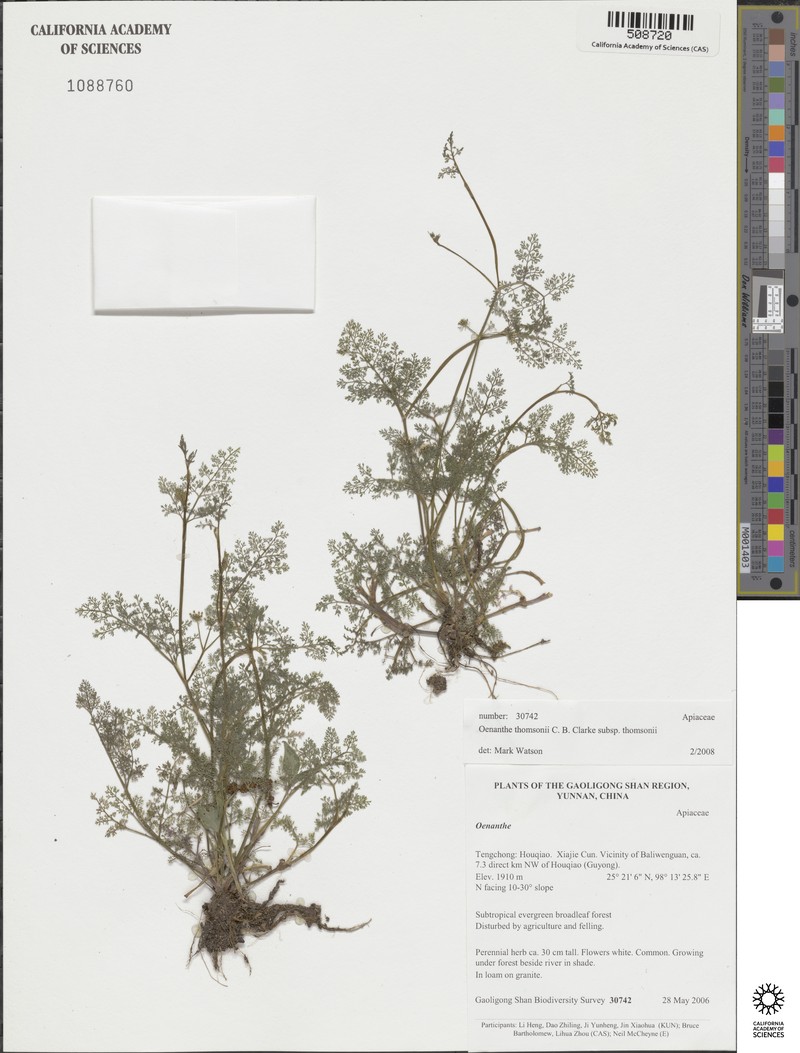 Oenanthe thomsonii subsp. thomsonii