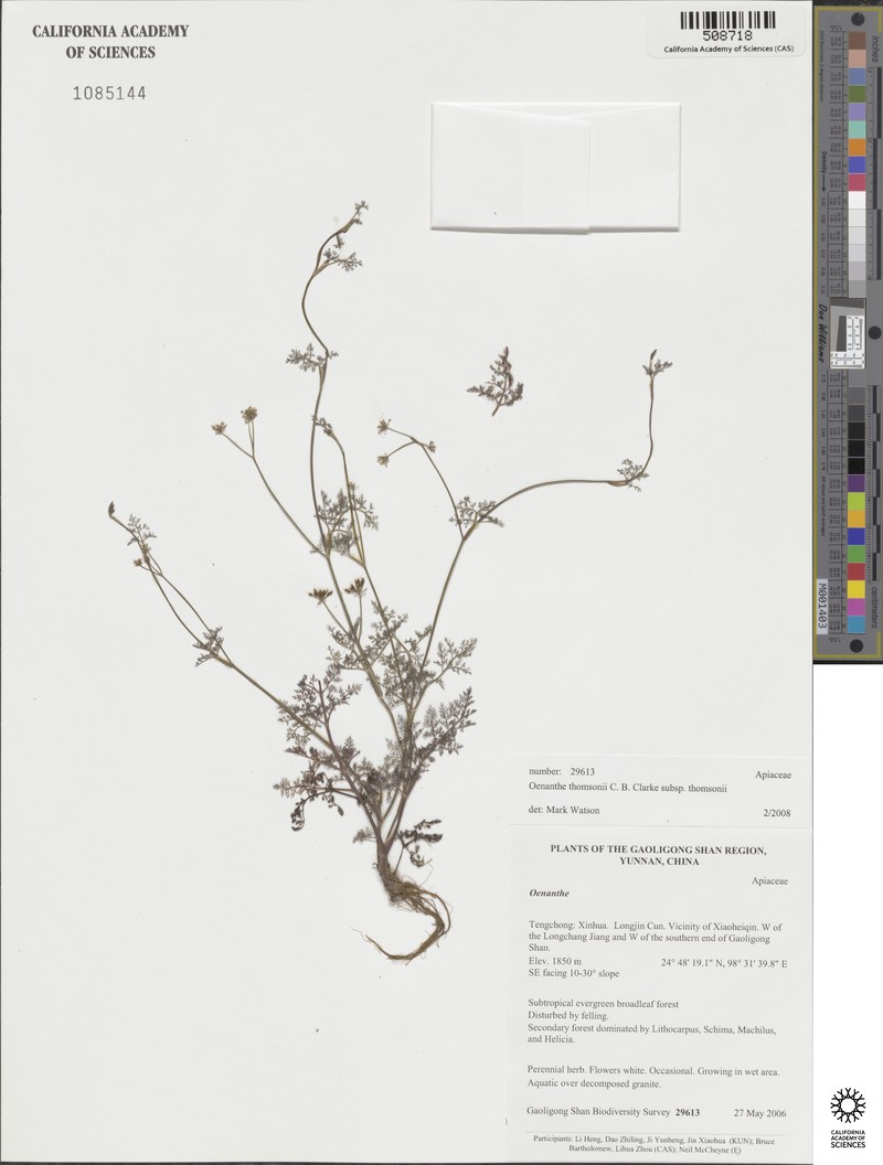Oenanthe thomsonii subsp. thomsonii photo 2