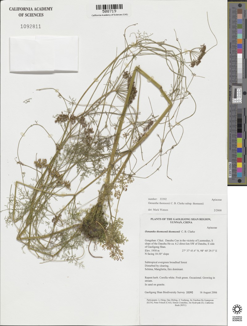 Oenanthe thomsonii subsp. thomsonii photo 3