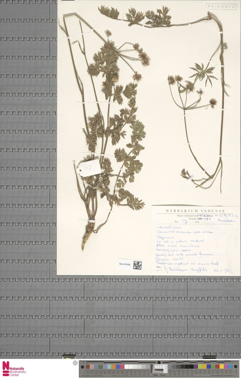 Oenanthe virgata