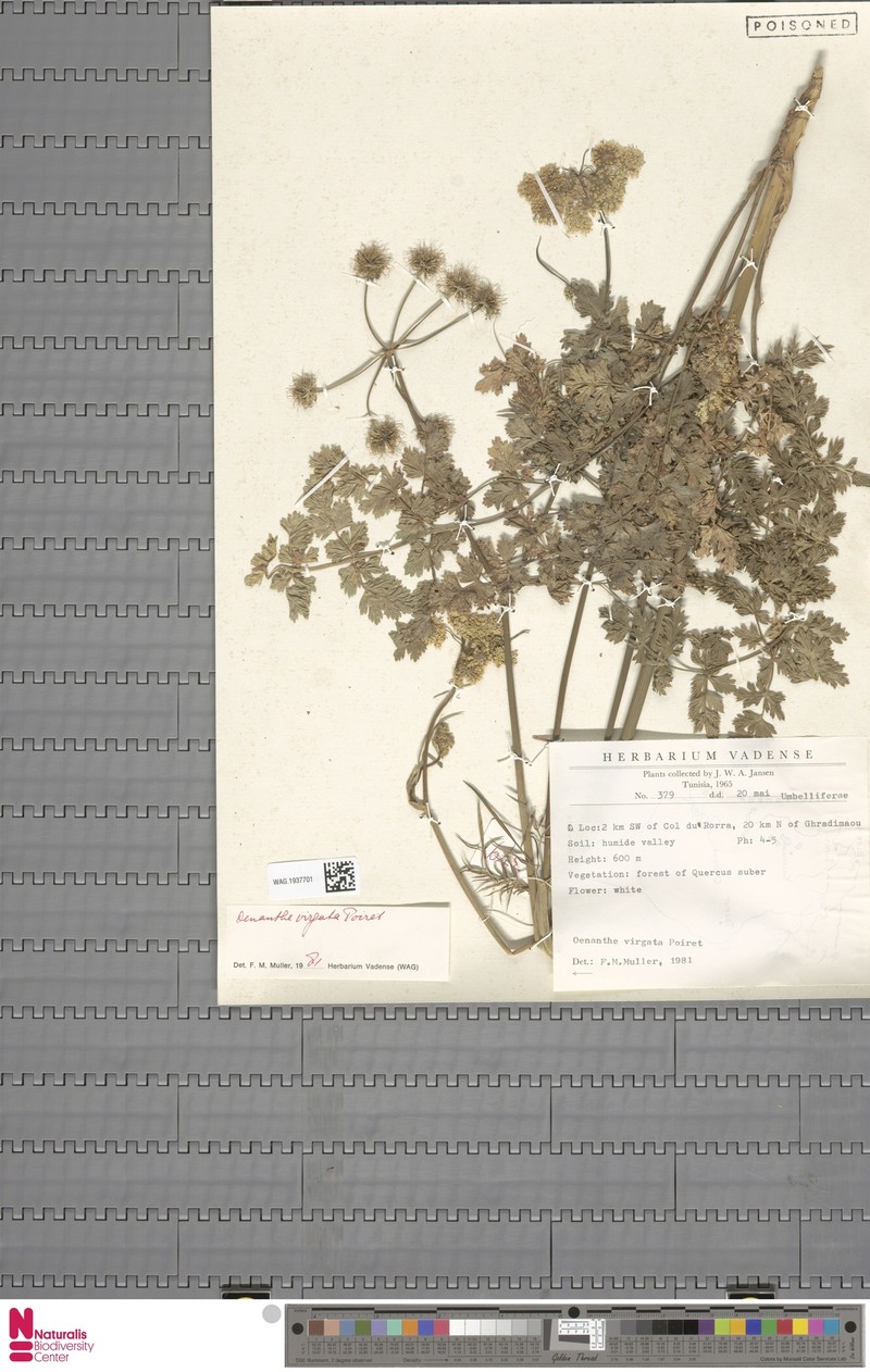 Oenanthe virgata photo 3