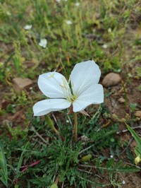 Oenothera acaulis