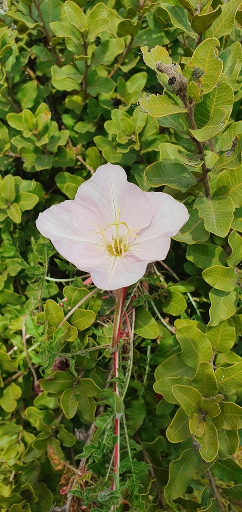 Oenothera acaulis photo 2