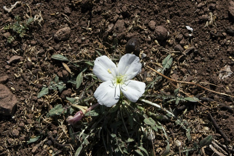 Oenothera acaulis photo 3