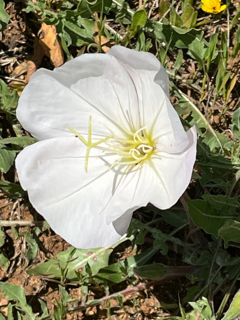 Oenothera acaulis photo 4