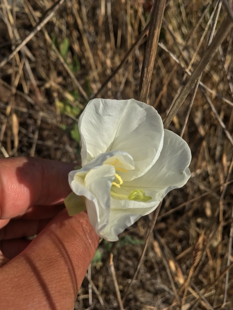 Oenothera acaulis photo 5