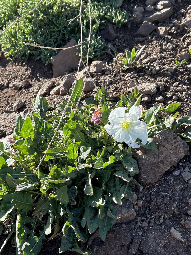 Oenothera acaulis photo 6