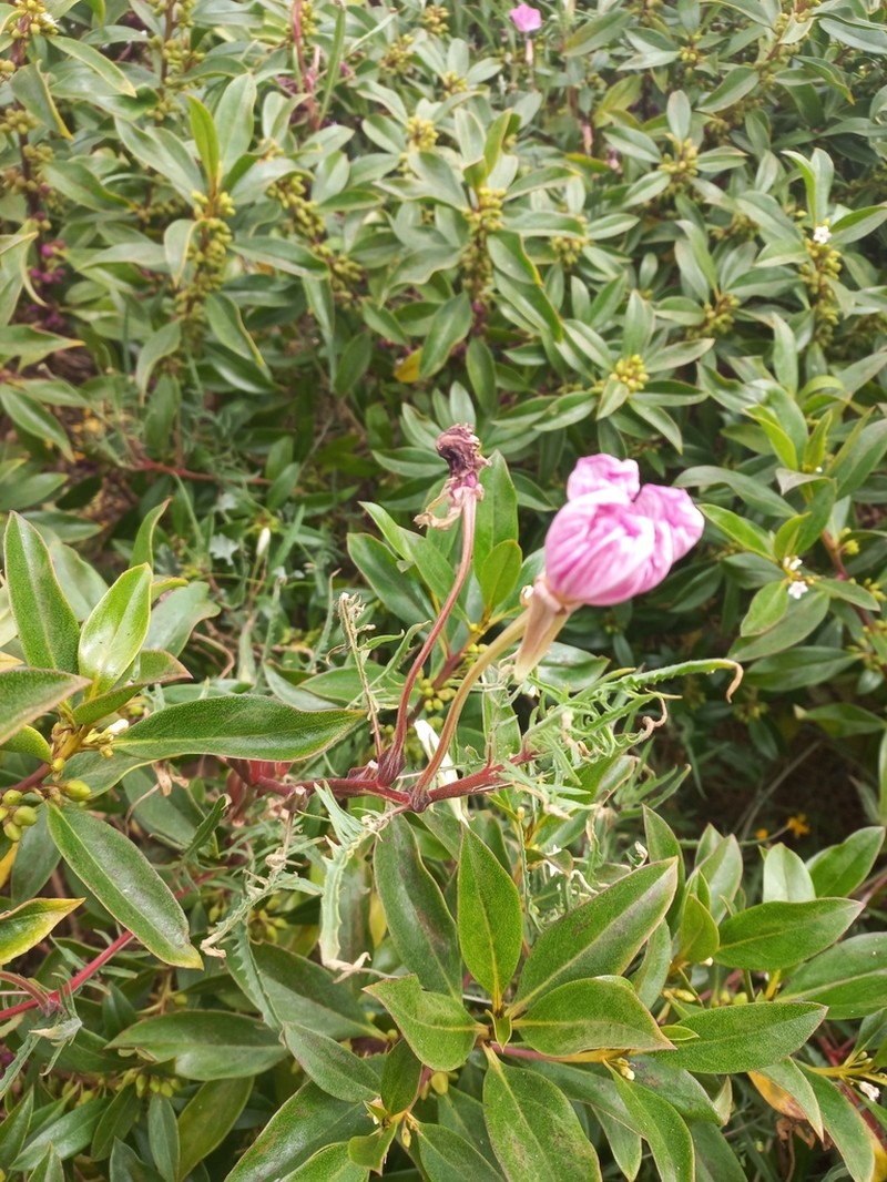 Oenothera acaulis photo 7