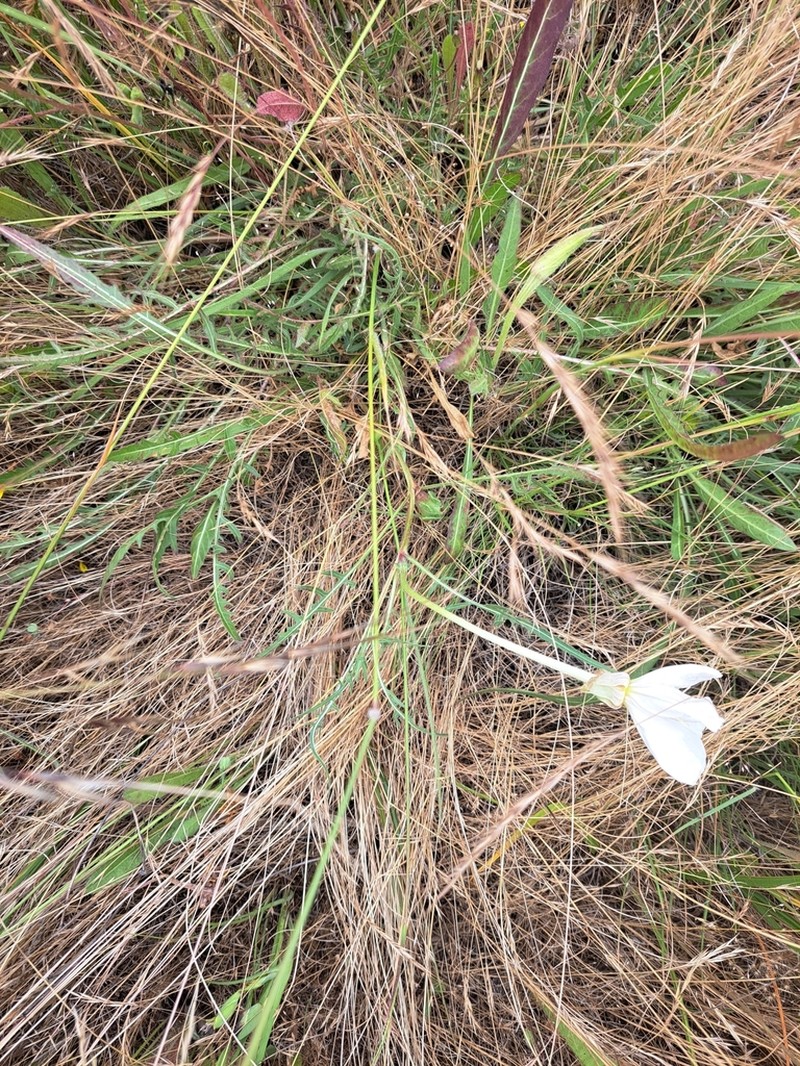 Oenothera acaulis photo 8
