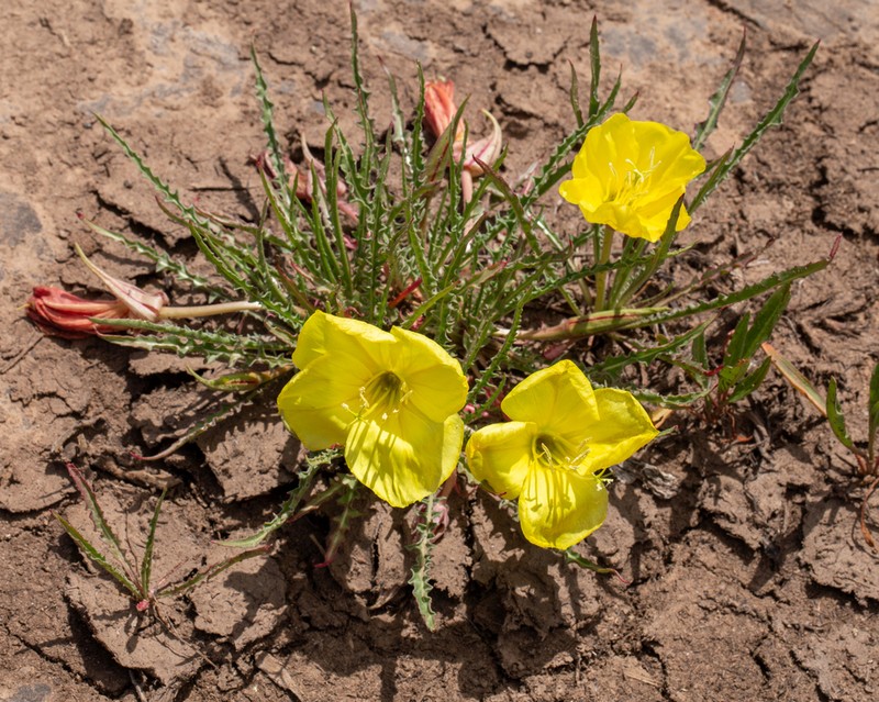 Flaming Gorge Evening Primrose