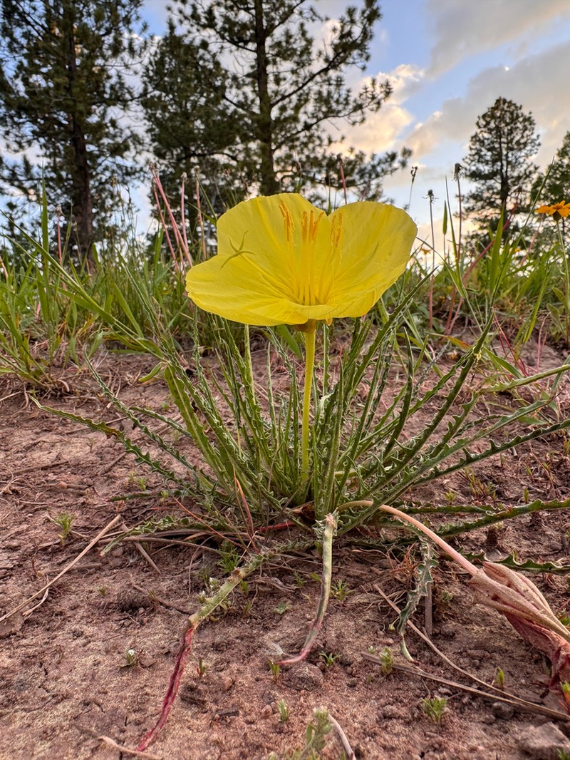 Flaming Gorge Evening Primrose photo 2