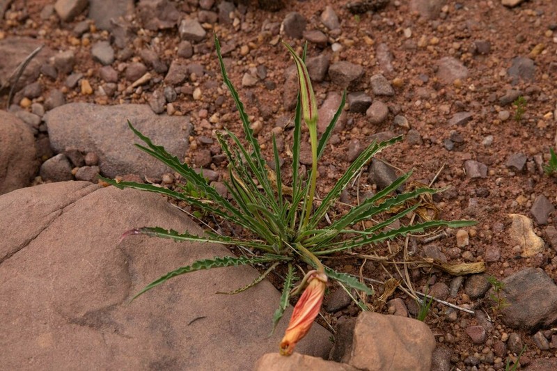 Flaming Gorge Evening Primrose photo 3