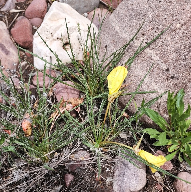 Flaming Gorge Evening Primrose photo 4
