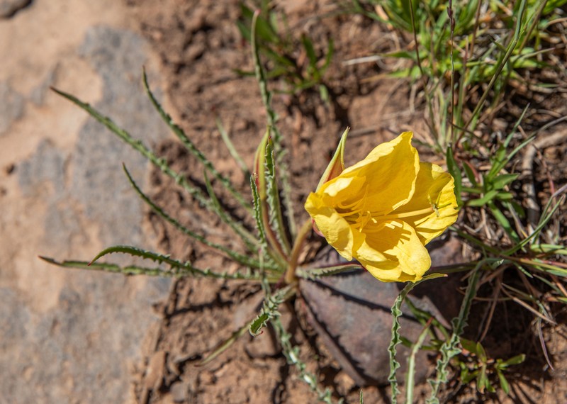 Flaming Gorge Evening Primrose photo 5