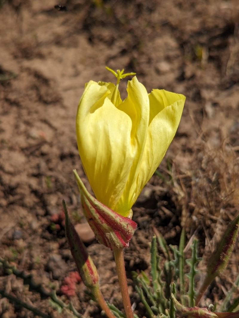 Flaming Gorge Evening Primrose photo 6