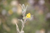 Longflower Evening Primrose