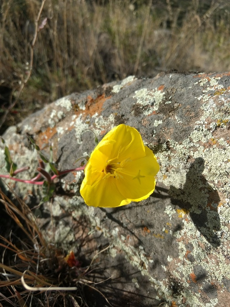 Longflower Evening Primrose photo 2