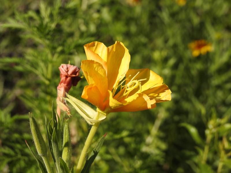 Longflower Evening Primrose photo 3
