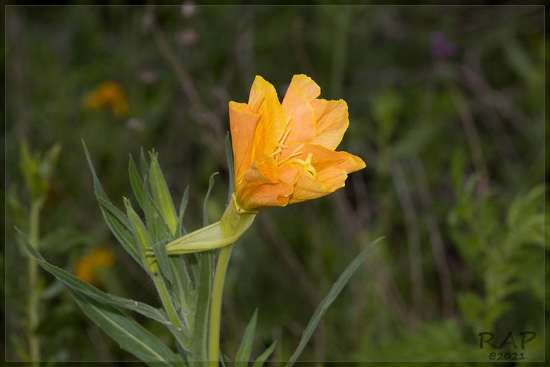 Longflower Evening Primrose photo 4