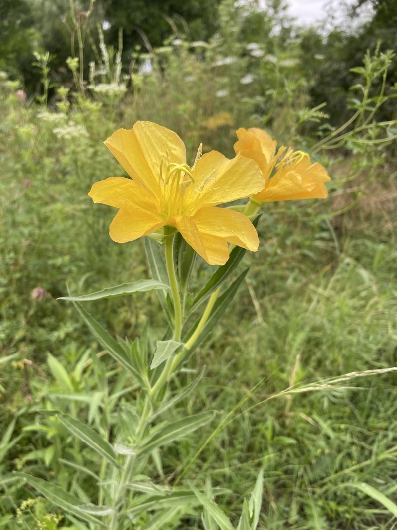 Longflower Evening Primrose photo 5