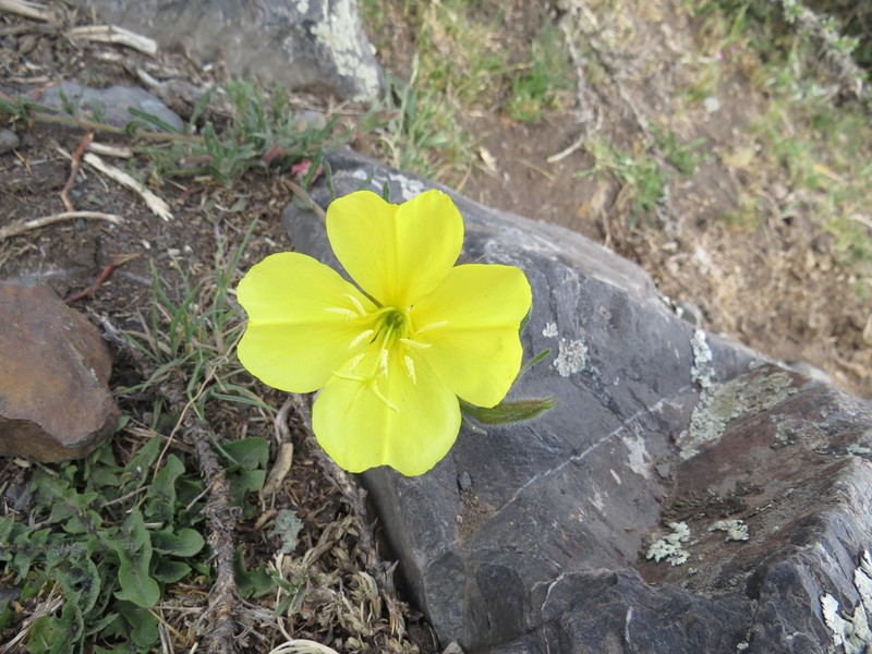 Longflower Evening Primrose photo 7