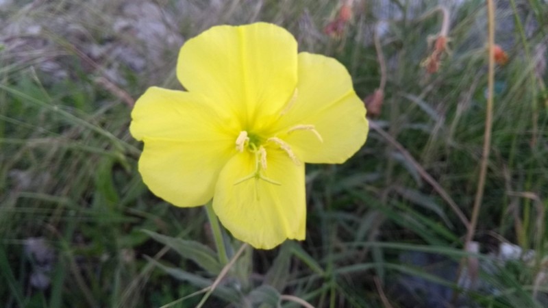 Longflower Evening Primrose photo 8